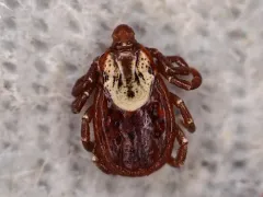 Western Dog Tick thumbnail 3