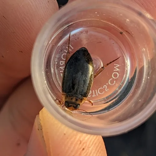 Double-marked Swimming Beetle
