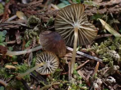 Mycena fuliginella thumbnail 4
