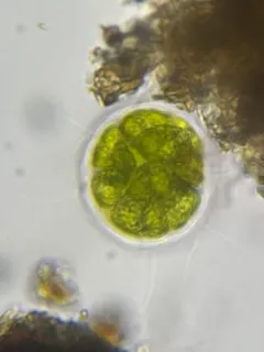 Pandorina morum thumbnail 3