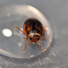 Say's Diving Beetle thumbnail 4