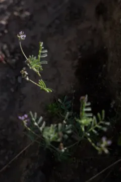 Gambel's milkvetch thumbnail 4