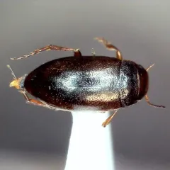 Hydroporus tristis thumbnail 2