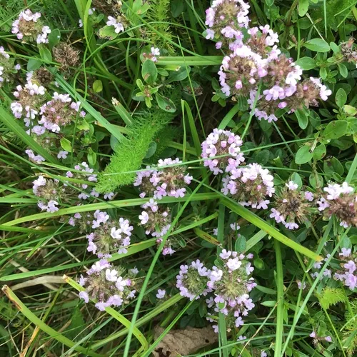 Large Thyme