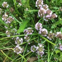 Large Thyme thumbnail 1