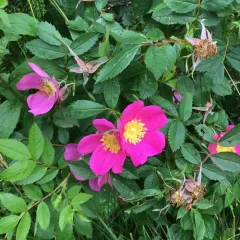 Virginian Rose thumbnail 3