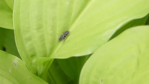 Epinysson tuberculatus