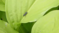 Epinysson tuberculatus thumbnail 1