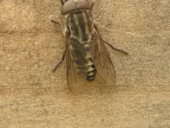 Tabanus nigripes thumbnail 1