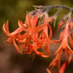 Scarlet Gilia thumbnail 4