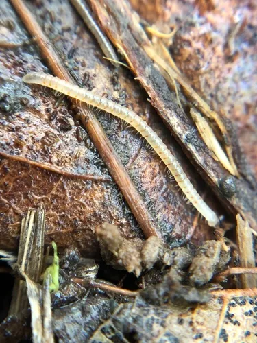 Archiboreoiulus pallidus