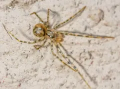 Cave spider thumbnail 1