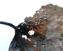 Craterium leucocephalum thumbnail 4