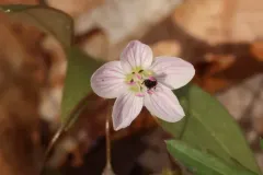 Common Pollen Beetle thumbnail 3