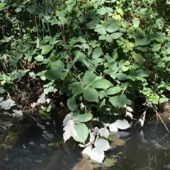Armenian Blackberry thumbnail 2