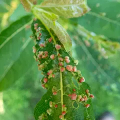 Willow Bead Gall Mite thumbnail 2