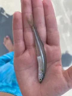 Atlantic Silverside thumbnail 2