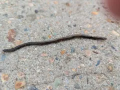 green stink worm thumbnail 4