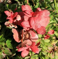 Exobasidium vaccinii-uliginosi thumbnail 2