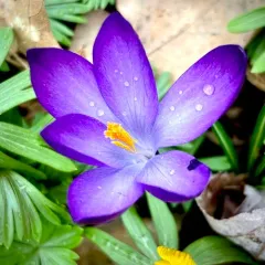 spring crocus thumbnail 1