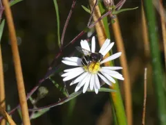 Bog-dwelling Drone Fly thumbnail 3