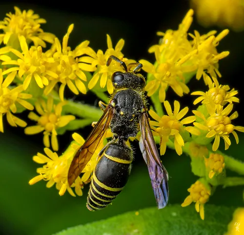 Ancistrocerus antilope