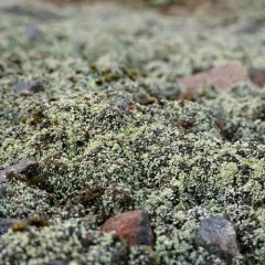 Rock Foam thumbnail 4