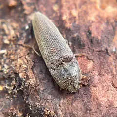 Gray Click Beetle thumbnail 3