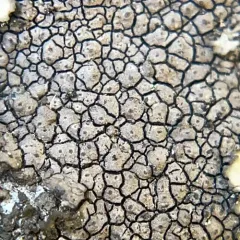 Rock Pimple thumbnail 3
