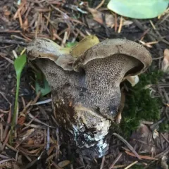 Polyporoletus sublividus thumbnail 4