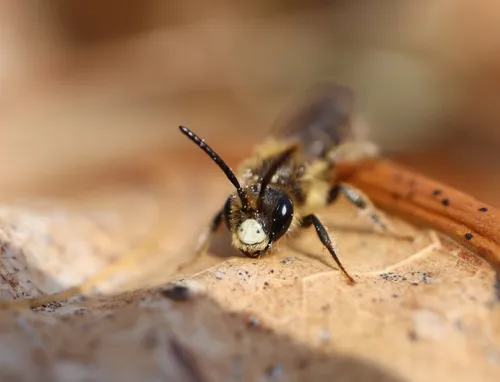 Mustard Miner Bee