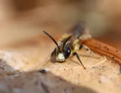 Mustard Miner Bee thumbnail 1