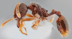 Stenamma impar thumbnail 3