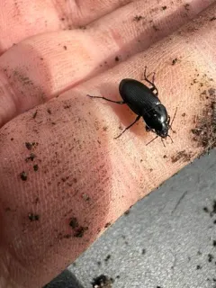 Diplocheila obtusa thumbnail 4