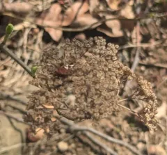 wild hydrangea thumbnail 3