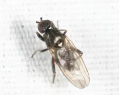 Copromyza equina thumbnail 3