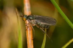 Gymnopternus exilis thumbnail 3