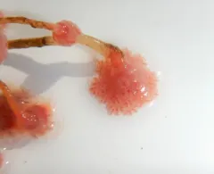 Organ Pipe Hydroid thumbnail 1