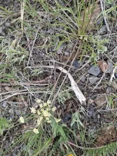 Spider Biscuitroot thumbnail 2