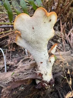 Polyporus decurrens thumbnail 3