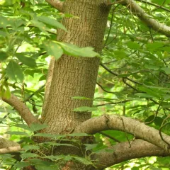 box elder thumbnail 2