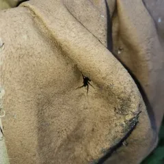 Vancouver Thin-legged Wolf Spider thumbnail 4