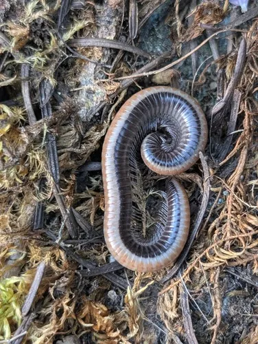 Californiulus chamberlini