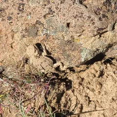 Pygmy Short-horned Lizard thumbnail 4