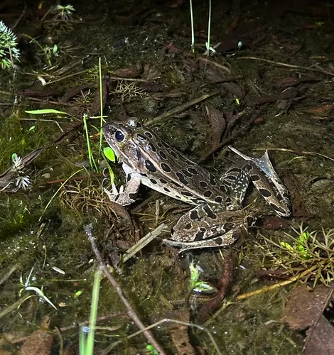 Atlantic Coast Leopard Frog