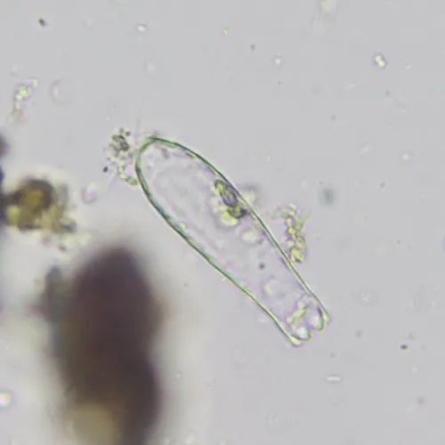 Euglypha cristata
