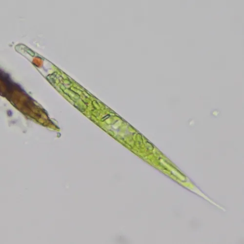 Lepocinclis acus