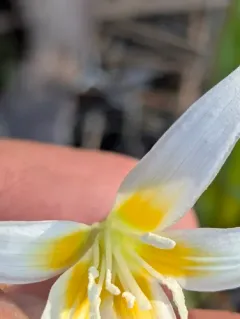 Howell's fawn lily thumbnail 1