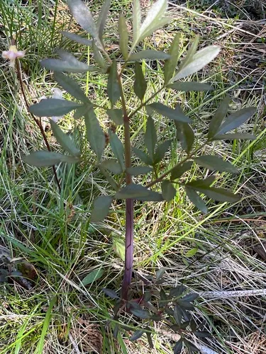 woolly angelica