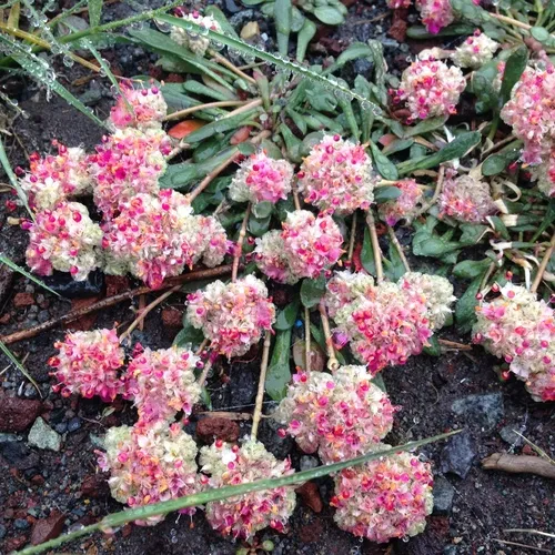 Mount Hood pussypaws